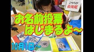 【アザラシ】投票直前！！ゴマチビ君（伊勢シーパラダイス／水族館）