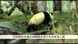 BBC中文网视频：大熊猫现身爱丁堡动物园