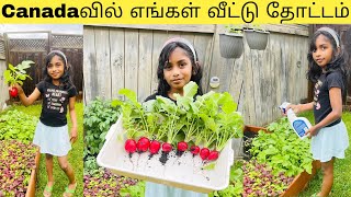 Canadaவில் எங்கள் வீட்டு தோட்டம் | Our Backyard Garden In Canada | Canada Tamil Vlog | Rheya's Diary