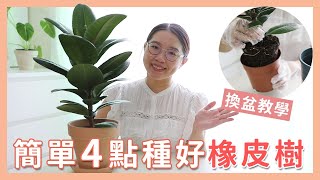 簡單種植｜新手友好！高顏值橡皮樹｜教你照顧橡皮樹及換盆｜Ficus Rubber Plant