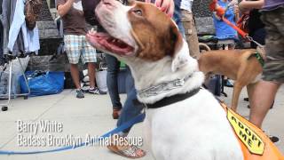 The Truth About Pit Bulls