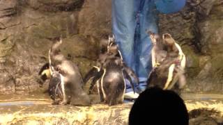 浅虫水族館 ペンギン お食事タイム