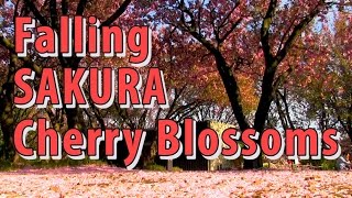 【固定カメラ】Carpet of Cherry Blossoms 桜じゅうたん #sakura #cherryblossoms