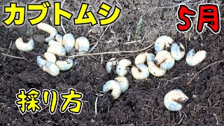 カブトムシの幼虫が簡単にとれる場所とは【カブト採集】