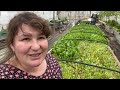 Harvesting Mixed salad leaves, quick and easy garden to table.