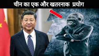 चीन बना रहा है महामानव इंसान और चिंपैंजी की क्रॉस-ब्रीडिंग से | #shorts