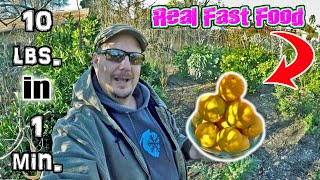 Real Fast Food! Harvesting 10 lbs. Of Oranges In About 1 Minute! Backyard Food Forest Gardening