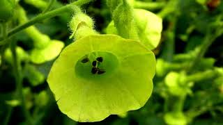 Tobacco flowers (HD1080p)