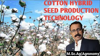 COTTON HYBRID SEED PRODUCTION TECHNOLOGY