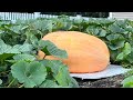 BNEWS Feature: It's The Great Pumpkin, Burlington!