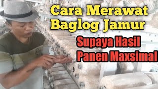 Cara Merawat Baglog Jamur Tiram Supaya Panen Maxsimal