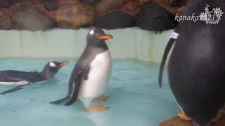 おたる水族館 落水中のプールで泳ぐ飛び込むジェンツーペンギン達