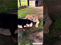 Bengal Tiger Wants to Fight With Dog | Apo Shorts |