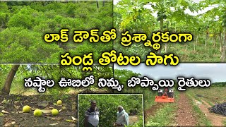 కరోనా కాటుతో నష్టాల ఊబిలో పండ్ల తోటల రైతులు||Fruit farmers Struggling from Lockdown - Karshaka Mitra