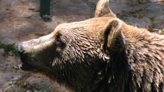 What you need to know about Syrian Brown Bears. (feat. Bruiser from Single Vision)