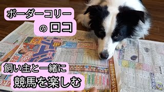 飼い主と一緒に競馬を楽しむボーダーコリー