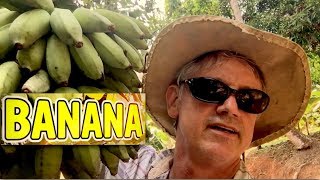 Harvesting  Musa  Ice Cream Bananas Namwah  Thai Dwarf Banana  By myself