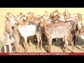 milking goats 9 february 2025 chakwal goat farm goat farming