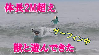 皆大好き形の良い小波！体長２ｍ超えの獣も遊びにきた！