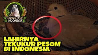 Tekukur PESOM || Telah lahir di indonesia || baka TOMBAK EMAS