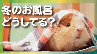 モルモット　冬のお風呂問題どうしてる？　cute guineapig