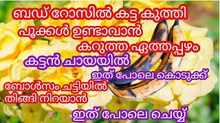 കറുത്ത ഏത്തപ്പഴം ഇത് പോലെ കൊടുക്ക്# റോസിൽ വർഷം മുഴുവൻ പൂക്കൾ തരും#gardening tips