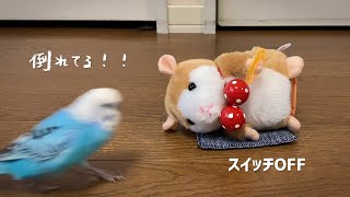 ものまね人形のスイッチ切ってみた！　セキセイインコ・うめ　Mimic Doll Turned Off! How Does Budgie React to It?