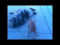 dog dancing lady gaga