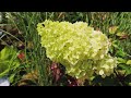 plant profile hydrangea vanilla fraise