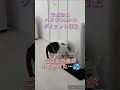 【でぶねこ ハチワレ u0026白猫オッドアイ】でぶねこちゃんはダイエット中。 でぶねこ でぶ猫 猫 ねこ 白猫 ハチワレ ハチワレ猫 はちわれ猫 オッドアイ ダイエット ぽっちゃり猫