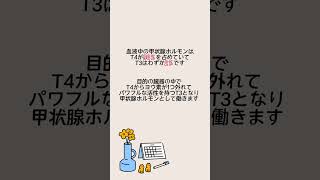 1分以内でわかる👀甲状腺ホルモンT3とT4とは