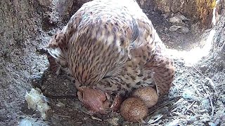 Gorgeous Kestrel Chick Hatches - The First Reveal #Shorts