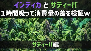 【INDICA vs SATIVA】消費量が多いのはどっち？！サティバ編