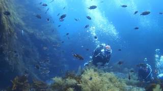 2016.07.31　山口県萩市須佐湾のダイビング風景　激流！