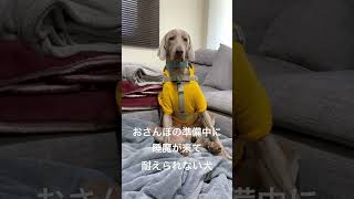 お散歩行く準備中に睡魔が来てしまって耐える犬 #weimaraner