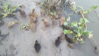 নদিতে ছোট হাঁস পালন পদ্ধতি Baby Duck Baby Duck Swiming In River |