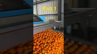 How a Citrus Packhouse works PART 1 #agriculture #lucentlands #citrus #farming