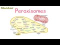 peroxisomes quick structure and function explained