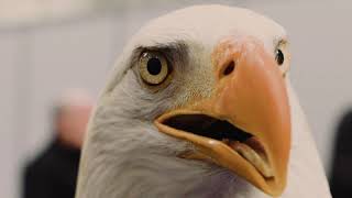 The bald eagle (Haliaeetus leucocephalus)