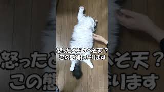 メインクーン「まる」　へそ天？　ねこずちゃんねる shorts063 #shorts #猫 #ねこ #大きい猫