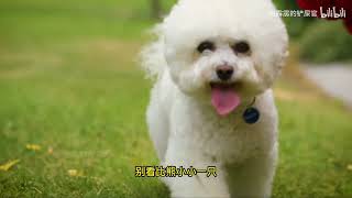 内卷之下，谁才是当今家养小型犬之王   Under the involution, who is the king of small domestic dogs today