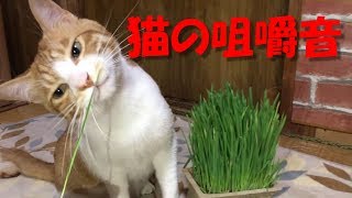 猫草を初めて食べる猫【咀嚼音】【ASMR】