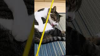 【観覧注意】無抵抗の猫を棒で何度も叩く飼い主… #shorts