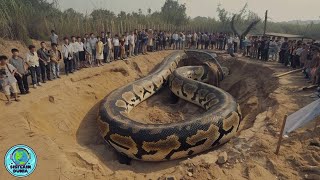 Warga Tak Berani Mendekat! Ular Raksasa Muncul Dari Dalam Tanah || 6 Ular Raksasa Penghuni Tanah