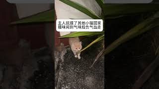 主人抚摸了其他小猫回家，猫咪闻到气味后负气出走 #cute #funny #cat  #萌寵 #pets #寵物 #可愛動物 #animals #萌宠