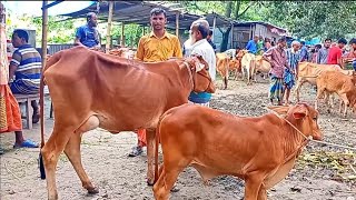 @আজ February 23, 2025| বাছুর সহ গাভী গরুর দাম | gavi goru dam | | আফতাবগঞ্জ  হাট |দিনাজপুর