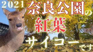 奈良公園の紅葉スポット２０２１！/東大寺　浮見堂　水谷茶屋　穴場スポット/奈良公園観光オジさんの秋 #奈良公園 #紅葉 #名所