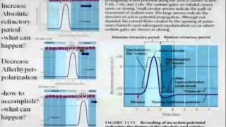 BIO5453_Chapter_5-2-Neurotransmitters