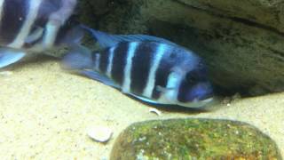 Cyphotilapia gibberosa Samazi blue spawn - PISCES