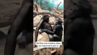 Tax avoidance gorilla #funny #gorilla #monkey